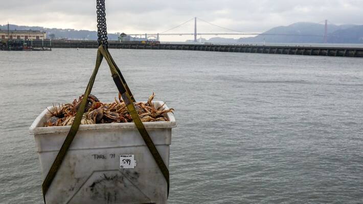 To Start A Low Investment With Good Returns Business You can Go For Fishery To Start A Low Investment With Good Returns Business You can Go For Fishery