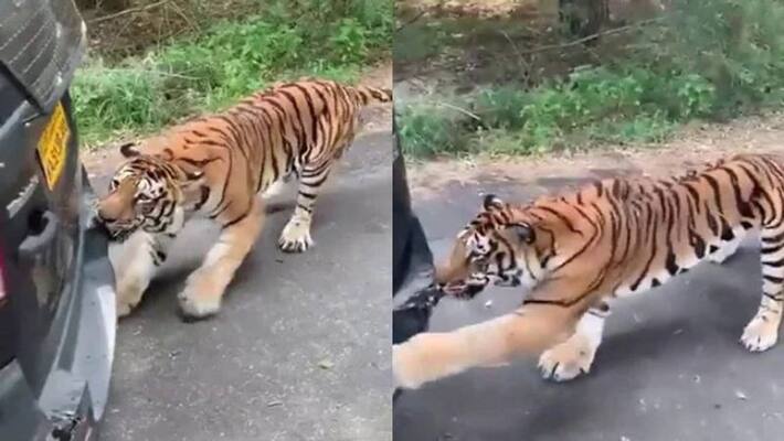 Tiger Pulls Suv full Of tourists video viral Tiger Pulls Suv full Of tourists video viral