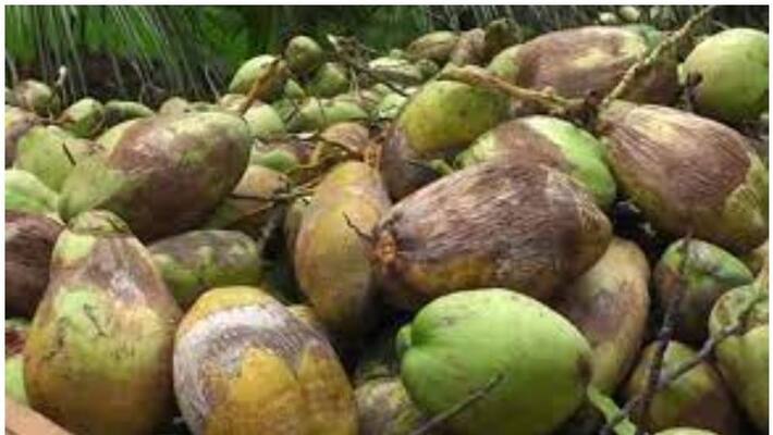 Owner Tying And Attack on Youth for stealing coconuts snr Owner Tying And Attack on Youth for stealing coconuts snr