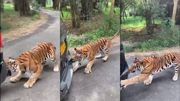 Tiger Pulls SUV Full Of Tourists In Anand Mahindra's Hair-Raising Video Tiger Pulls SUV Full Of Tourists In Anand Mahindra's Hair-Raising Video