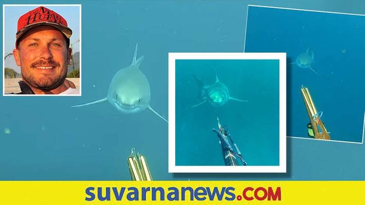 Spearfisherman comes face to face with great white shark akb Spearfisherman comes face to face with great white shark akb