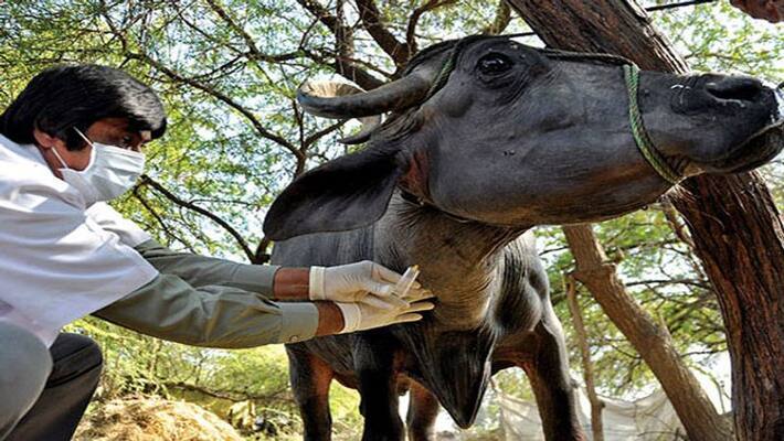 Nizambad officials sent animals blood samples to Lab Nizambad officials sent animals blood samples to Lab