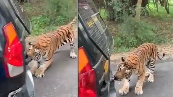 video in which tiger pull car with its teeth video in which tiger pull car with its teeth