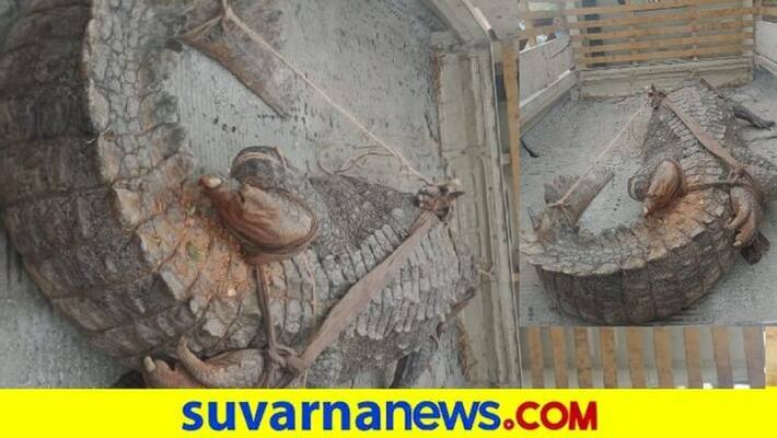 Biggest Crocodile Found in Shrirangapattana Bangaradoddi canal snr Biggest Crocodile Found in Shrirangapattana Bangaradoddi canal snr