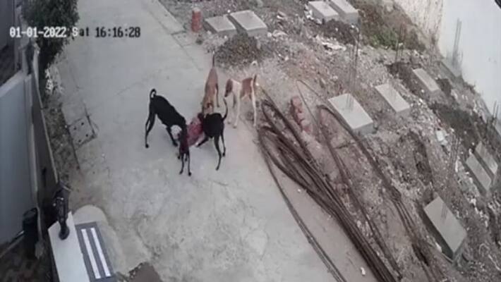 Boy On Bicycle Brutally Attacked By Street Dog In Kerala, Video Viral Boy On Bicycle Brutally Attacked By Street Dog In Kerala, Video Viral