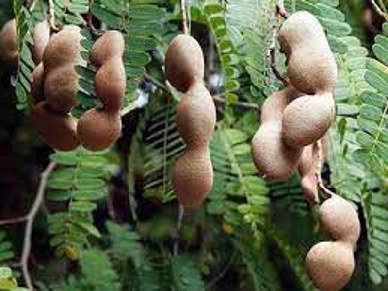 Use tamarind face wash for beautiful face wash know the full details inside