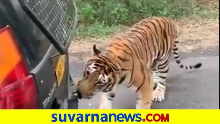 Tiger pulls Mahindra Xylo Safari vehicle at Karnatakas Bannerghatta National Park akb Tiger pulls Mahindra Xylo Safari vehicle at Karnatakas Bannerghatta National Park akb