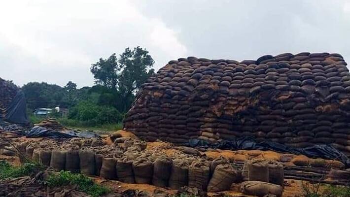 one crore loss to tamilnadu because of 10 thousand tons of paddy soaked in rain one crore loss to tamilnadu because of 10 thousand tons of paddy soaked in rain