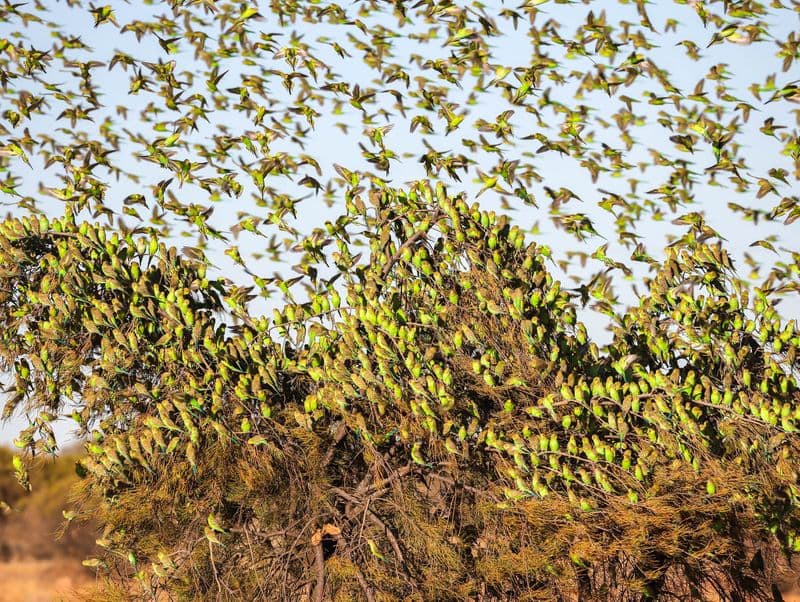 Large flocks of budgies like locusts in Perth Australia