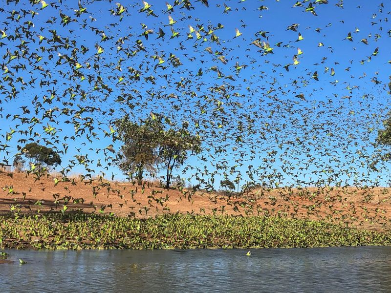 Large flocks of budgies like locusts in Perth Australia