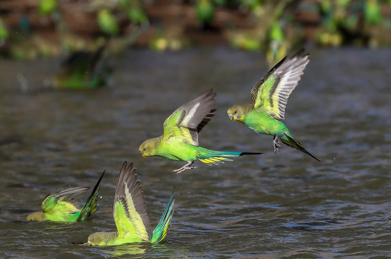 Large flocks of budgies like locusts in Perth Australia