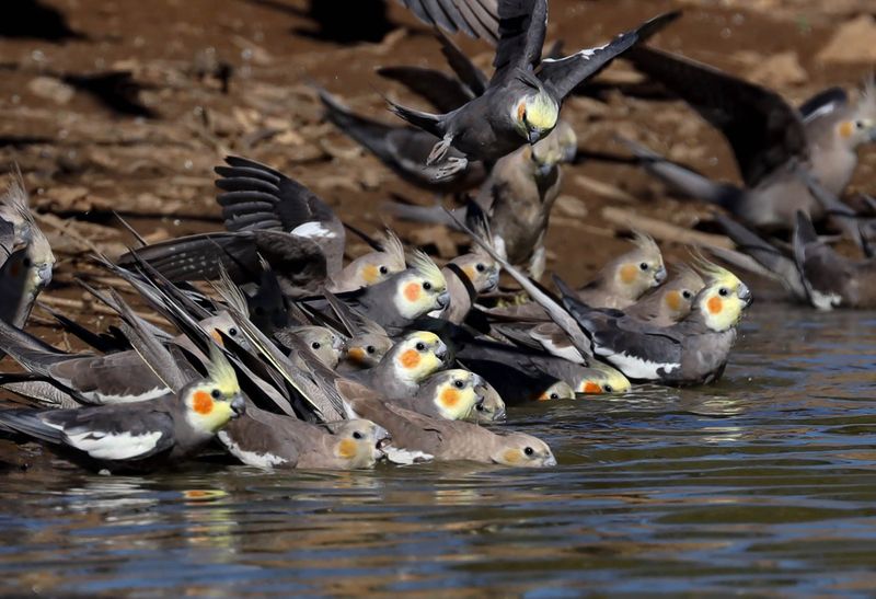 Large flocks of budgies like locusts in Perth Australia