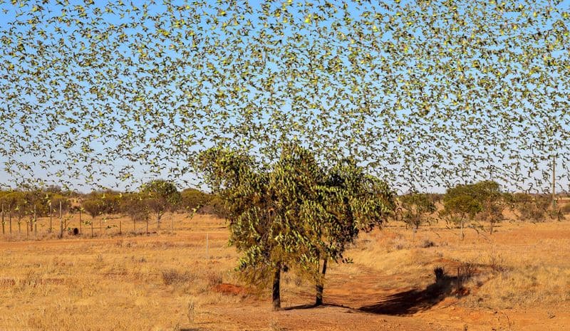 Large flocks of budgies like locusts in Perth Australia