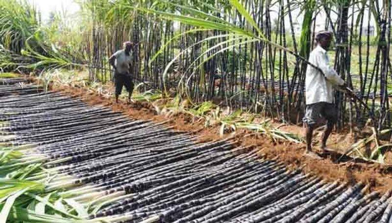 sugarcane for pongal has to be procured from farmers said tn govt
