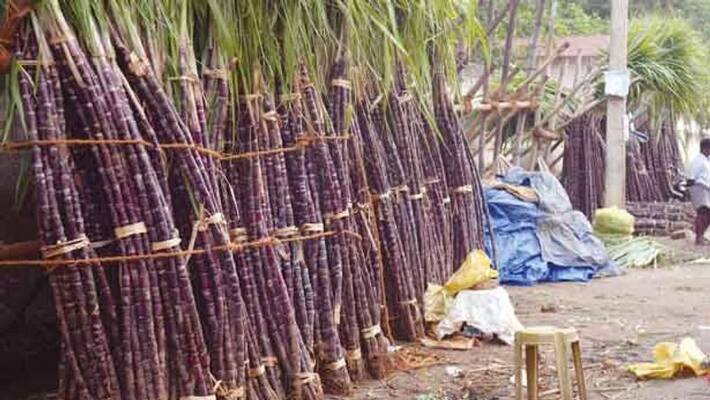 sugarcane for pongal has to be procured from farmers said tn govt sugarcane for pongal has to be procured from farmers said tn govt