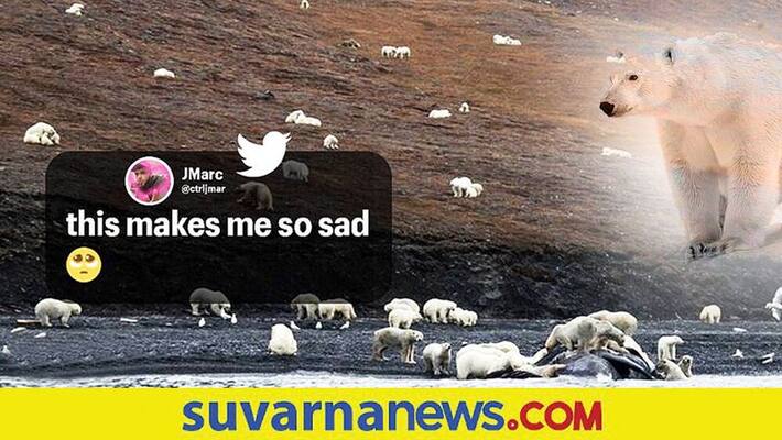 Climate change forces polar bears to migrate from Alaska to Russia akb Climate change forces polar bears to migrate from Alaska to Russia akb