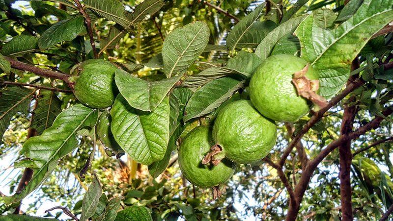 Health benefits of Guava leaf