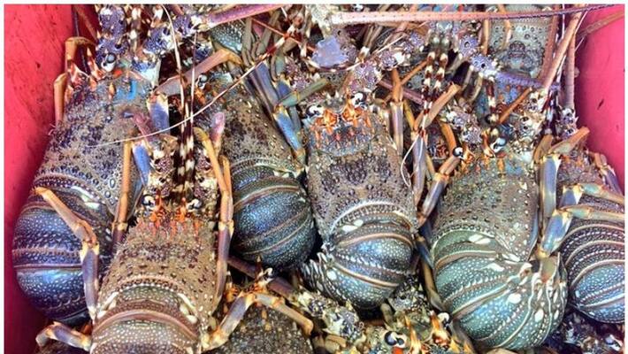 Vehicle seized for illegally transporting lobsters in Oman Vehicle seized for illegally transporting lobsters in Oman