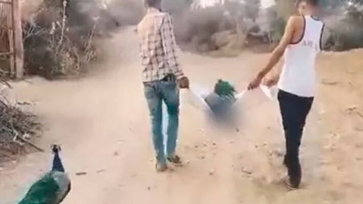 Peacock attended friend last rites people became emotional after watching video Peacock attended friend last rites people became emotional after watching video
