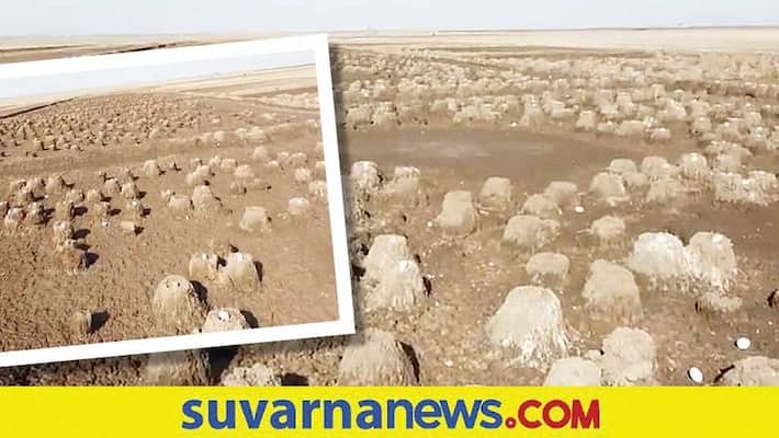 Gujarats Rann of Kutch became Flamingoes honeymoon spot watch drone video akb Gujarats Rann of Kutch became Flamingoes honeymoon spot watch drone video akb