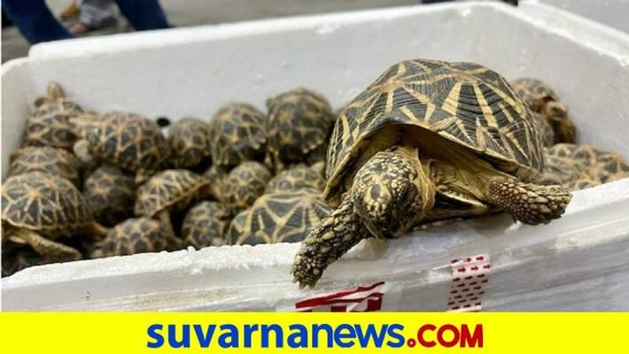 Chennai Air Cargo customs foil smuggling attempt 1364 live star tortoises recoverd akb Chennai Air Cargo customs foil smuggling attempt 1364 live star tortoises recoverd akb