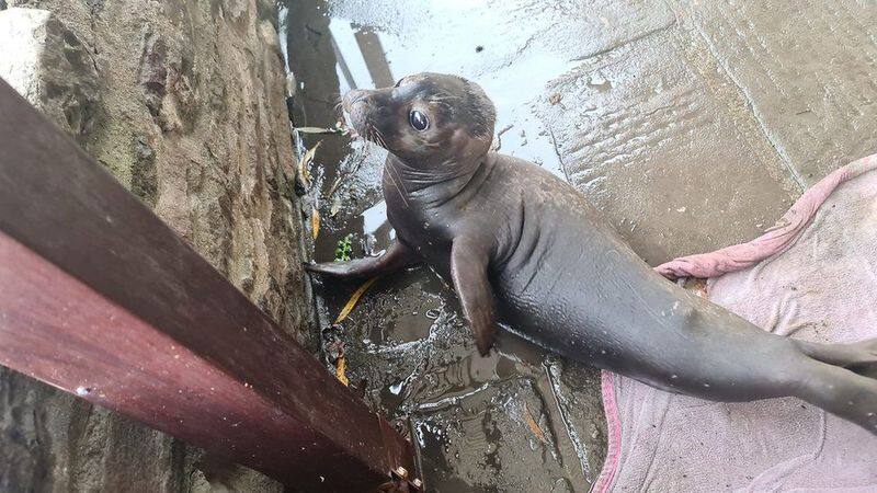 this seal pup from Scotland travelled 300 miles and reached Bristol