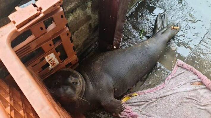 this seal pup from Scotland travelled 300 miles and reached Bristol this seal pup from Scotland travelled 300 miles and reached Bristol