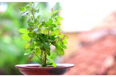 health benefits of tulsi you didnt know about