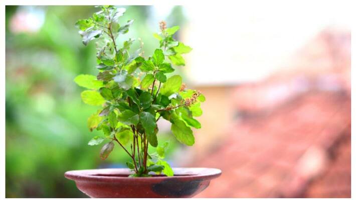 benefits of eating basil leaves benefits of eating basil leaves
