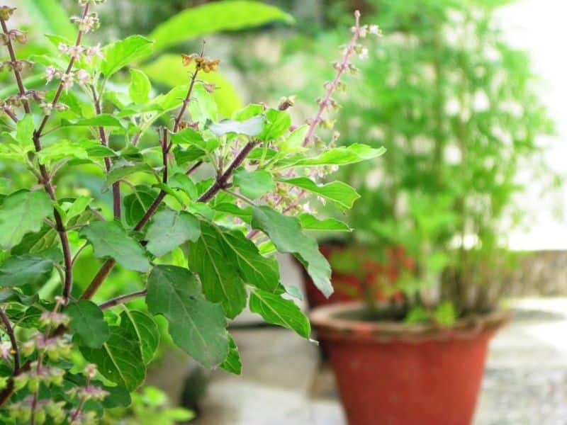 benefits of eating basil leaves