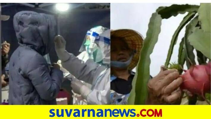 China shuts supermarkets after virus found in dragon fruit akb China shuts supermarkets after virus found in dragon fruit akb