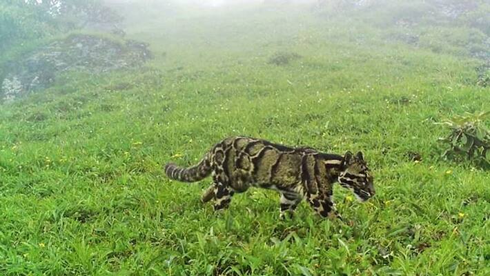 elusive clouded leopard sighted in Nagaland mountains elusive clouded leopard sighted in Nagaland mountains