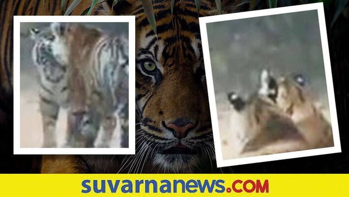Shutterbugs capture two tigers snuggling up in Sariska reserve akb Shutterbugs capture two tigers snuggling up in Sariska reserve akb