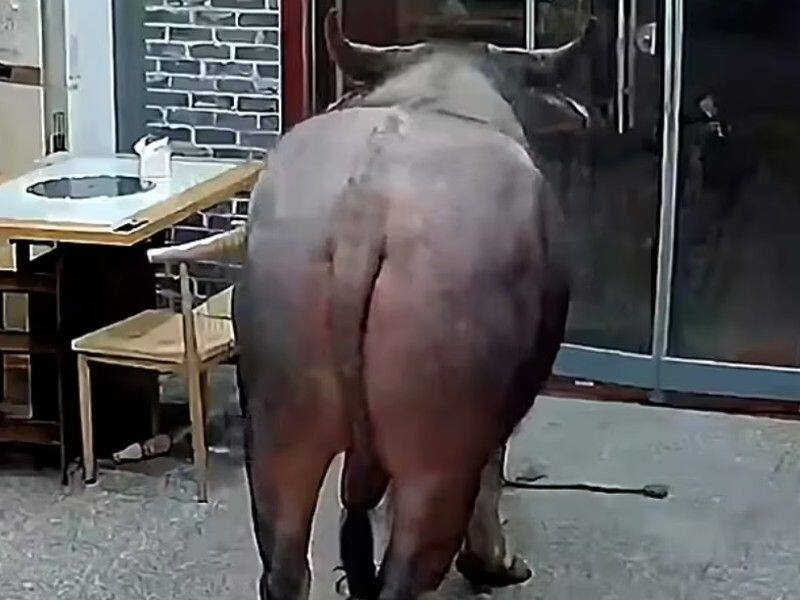 video buffalo charges through bar entrance