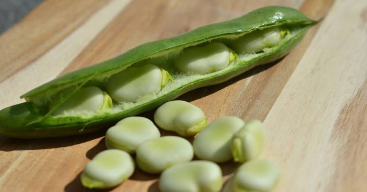 மொச்சைப் பயிறுகளில் கொட்டிக்கிடக்கும் ஆரோக்கிய நன்மைகள்..!!