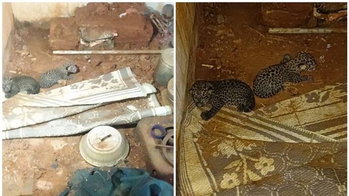 leopard found from palakkad forest department trying to catch the mother leopard leopard found from palakkad forest department trying to catch the mother leopard