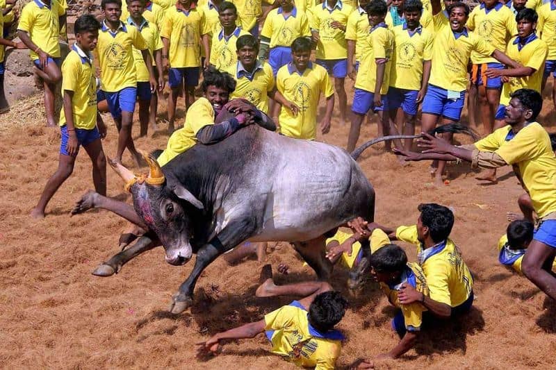 Minister Murthy has said that Jallikkattu will definitely be held this year following the Corona rules
