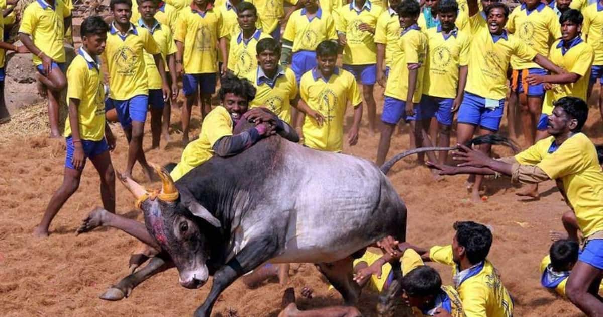 jallikattu:ஆள்மாறாட்டம் செய்து விளையாடிய இளைஞர்கள்..  அதிரடியாக வெளியேற்றிய அமைச்சர்.. ஜல்லிக்கட்டில் சம்பவம்