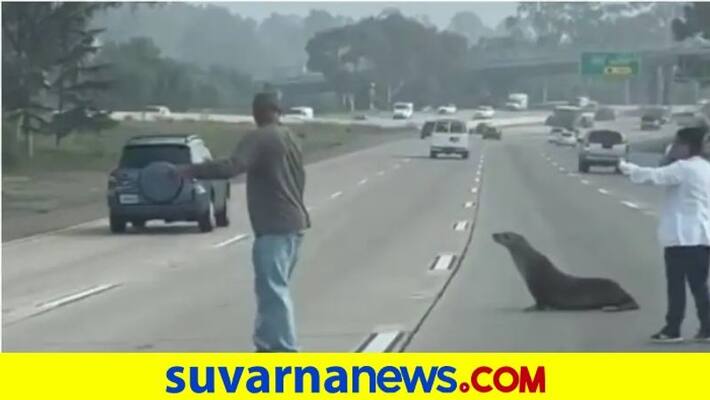 Curious sea lion shows up on busy California highway akb Curious sea lion shows up on busy California highway akb