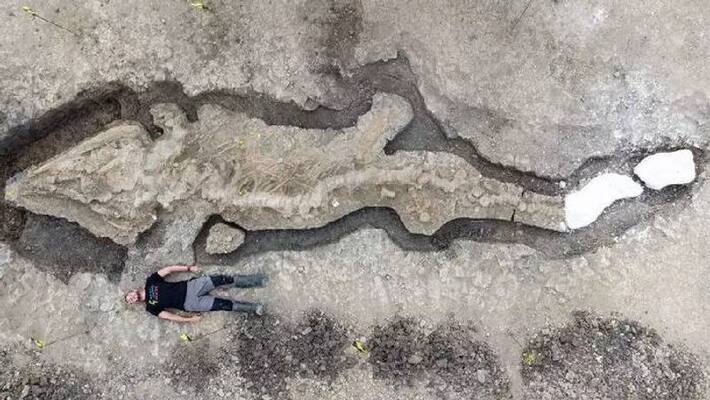10 metres long fossilised sea dragon found 10 metres long fossilised sea dragon found