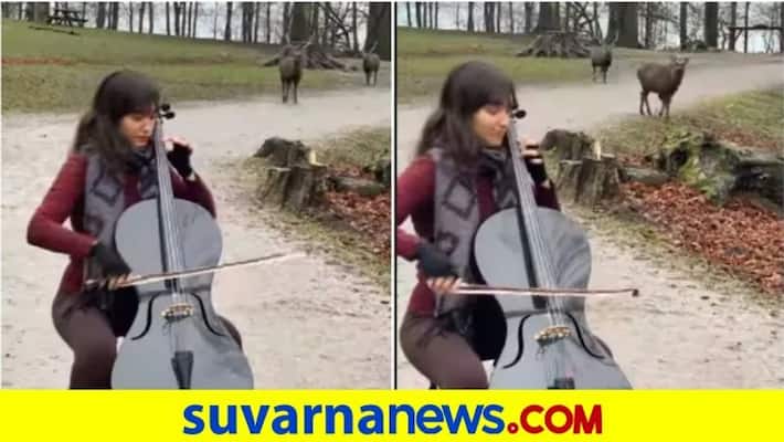 Woman plays cello in park for wild deer akb Woman plays cello in park for wild deer akb