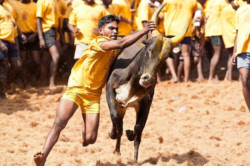 Curfew on Cow Pongal .. ?? It is not possible .. V. Gauthaman wrestling with the Chief Minister.