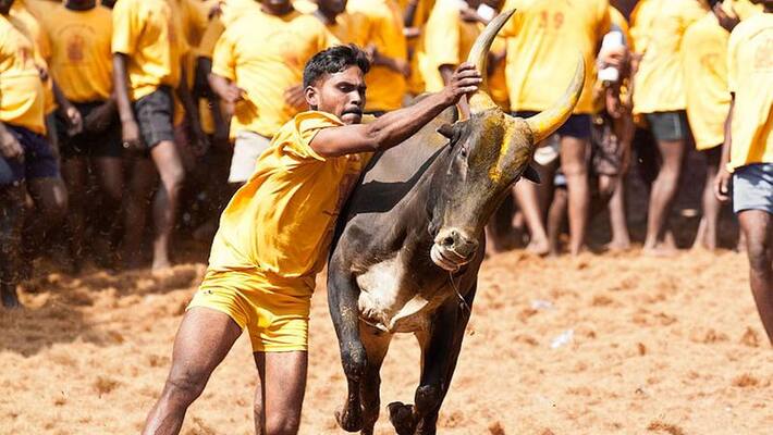 Madurai Avaniyapuram jallikattu Madurai Avaniyapuram jallikattu