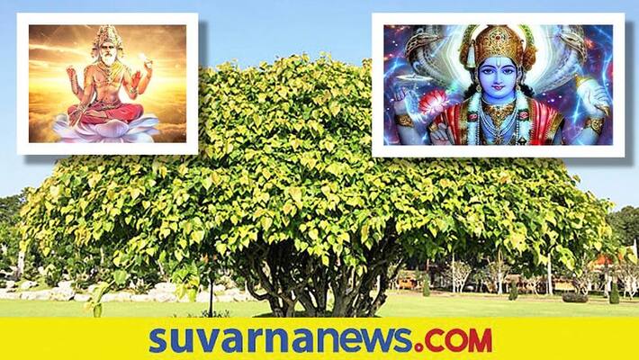 Spiritual Significance Of Peepal Tree