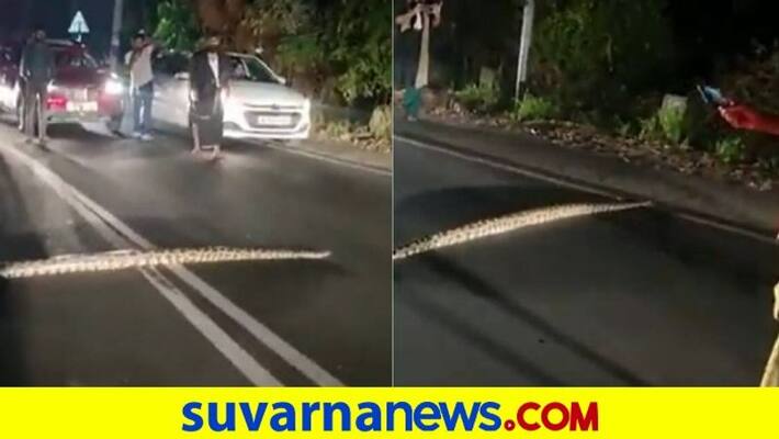 Python crosses road in Kerala akb Python crosses road in Kerala akb