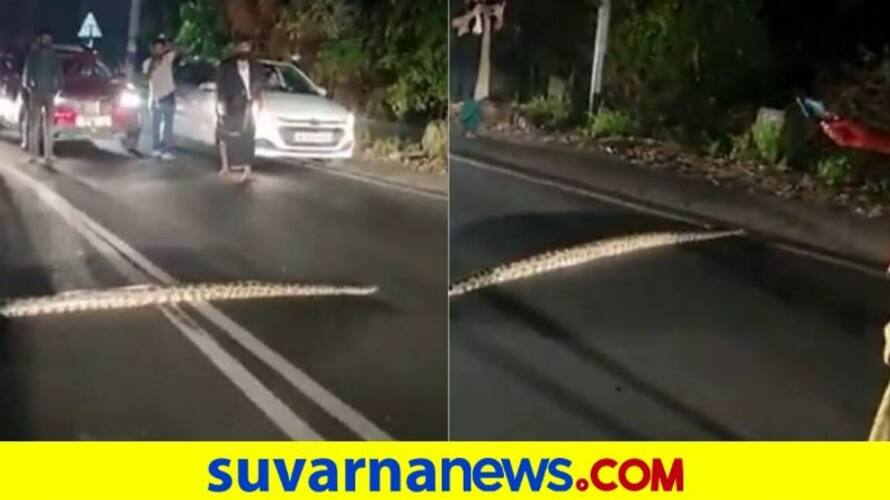 Python crosses road in Kerala akb Python crosses road in Kerala akb