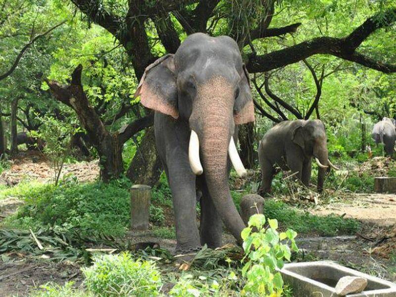 how  proposed changes to Wildlife Protection Act affect elephant trade