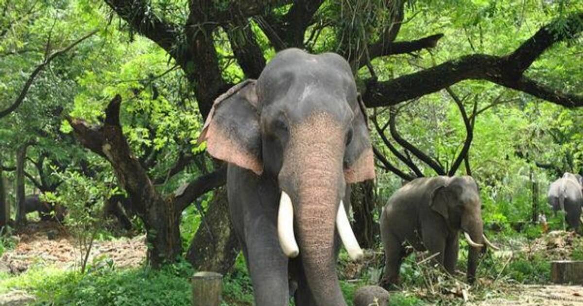 தெப்பக்காடு யானைகள் முகாம் 6 நாட்களுக்கு மூடல்; குடியரசுத்தலைவர் வருகையால் அதிகாரிகள் நடவடிக்கை