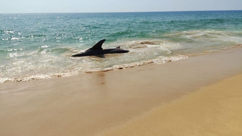 Thiruvananthapuram fishermen release whale shark back into sea