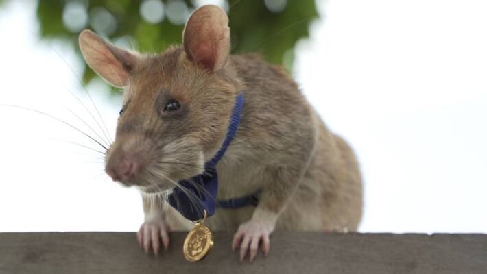 Cambodias landmine sniffer rat dies Cambodias landmine sniffer rat dies